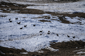 Obraz premium Gämsen