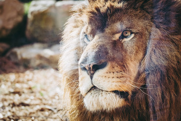 Portrait d'un lion
