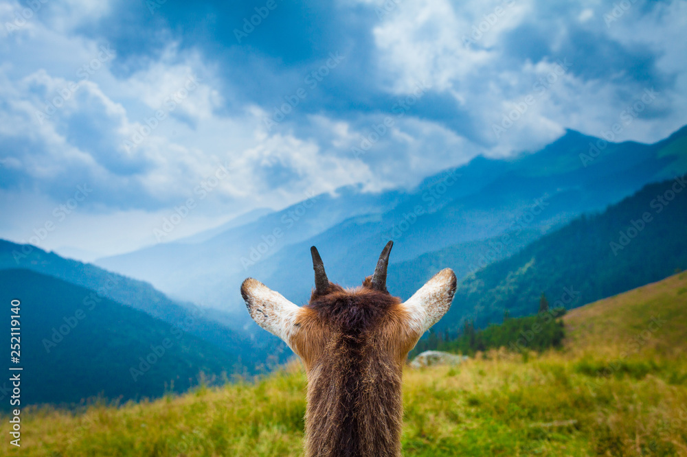 Wall mural Little goat first person view admiring mountain landscape