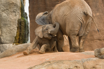 Familia de elefantes  © Nuria