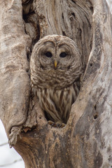 Barred Owl taken in southern MN in the wild