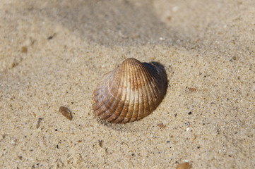 Fototapeta na wymiar Shell Sand Beach Seashell Holiday nature naturally