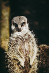 Portrait d'un suricate