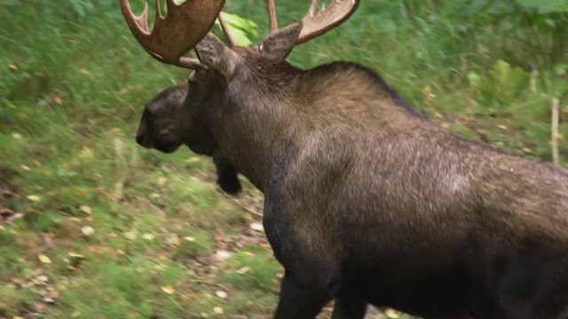 Slow motion tracking shot of moose walking in woods / Palmer, Alaska, United States