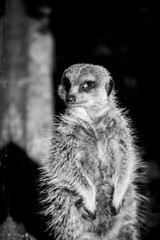 Portrait d'un suricate