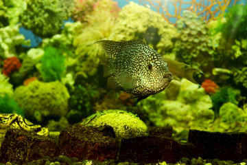 Exotic beautiful fish in the aquarium in green algae
