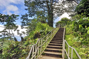 Obraz premium Wooden Stairs in Rain Forest in Hawaii, USA