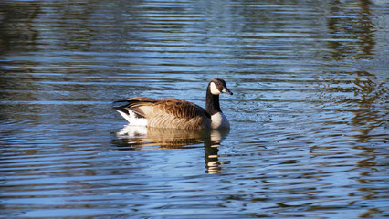 Kanadische Gans schwimmt auf einem See in der Sonne