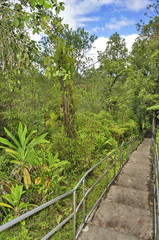 Fototapeta na wymiar Path in the Rain Forest in Hawaii, USA