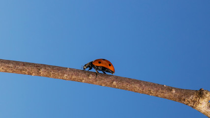 Marienkäfer läuft über einen Ast