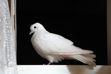 white dove sits on a white window on the background of the dark night sky. He accidentally flew here