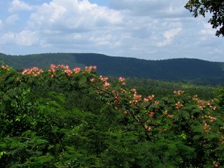 Flowers in front of the hills
