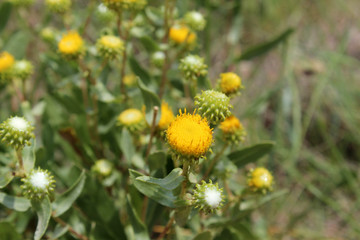Gumweed, grindelia squarrosa, curly-top gumweed yellow wildflower