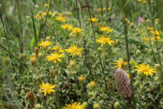 yellow Golden Aster Villosa wildflower, heterotheca villosa, growing in western USA