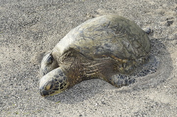 Obraz premium Sea Turtle on the Beach in Hawaii, USA