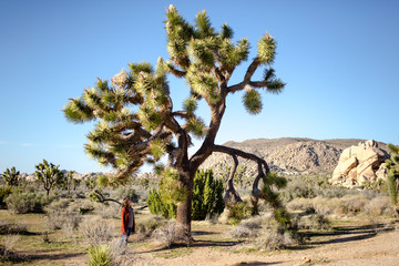 Hipster Woman Looking Up At A Joshua Tree