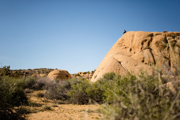 Man on top of a mountain in Joshua Tree 05