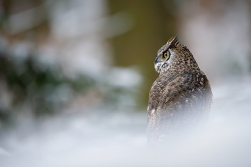 Tiger owl - Great horned owl -  Hoot owl