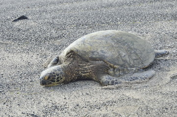 Sea Turtle on the Beach in Hawaii, USA