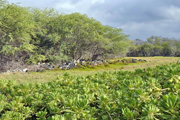 Fototapeta na wymiar Landscape in Hawaii, USA