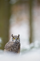 Tiger owl - Great horned owl -  Hoot owl