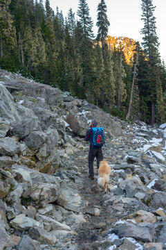 Rear view of male hiker with Golden Retriever walking on rocky mountain against trees in forest