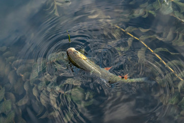 Fishing background of caught chub fish trophy in water.