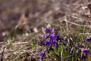 Viola odorata (Sweet Violet, English Violet, Common Violet) - violet flowers bloom in the spring in spring wild meadow, background