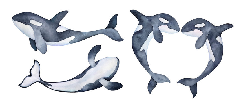 Watercolor set with playful Orca Whale character variations. Handdrawn water color illustration on white background, cutout elements for design, decoration, poster, print, greeting card, invitation.