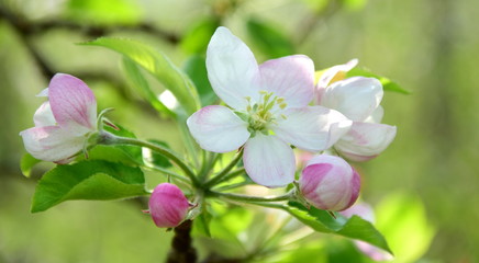 Apfelbaumblüten im Etschtal bei Meran