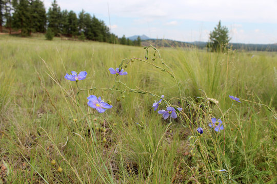 Linum lewisii, Lewis Flax, wildflower growing in Colorado, USA prairie