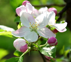 Apfelblüten - Blütezeit in Südtirol