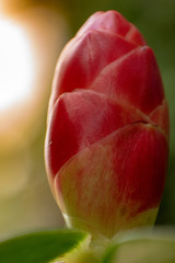 red flower bud with sun rising
