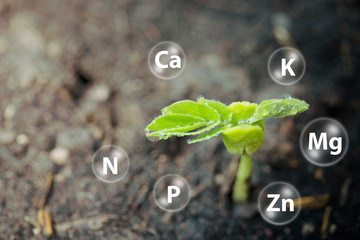 Seedlings  growth from soils and digital mineral icon