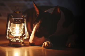 Dog near the kerosene lamp