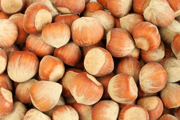 Heap of big hazelnuts in shells. Closeup