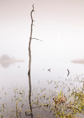 Mist and fog over Arcot Pond, Northumberland, England, UK.