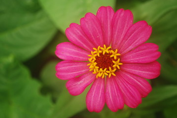 FLOR ROSA