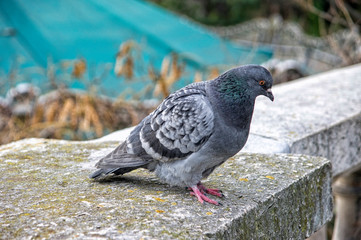 SONY DSC