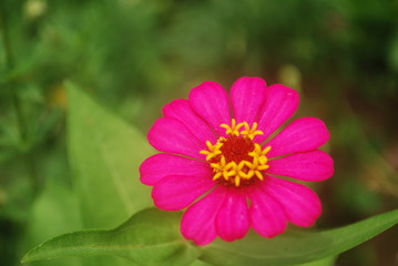 Fototapeta premium FLOR ROSA 