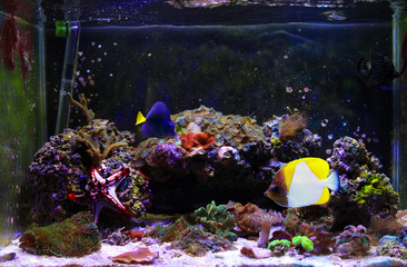 Fototapeta na wymiar Purple Tang and Pyramid butterfly fish