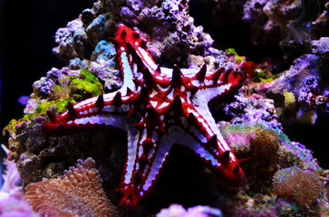 Red Knob Sea Star - (Protoreaster linckii) 