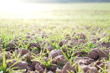 Farmland and industries background. Sprouts of wheat at crops.