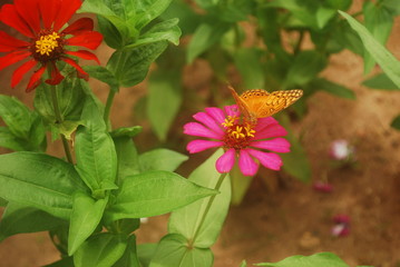 BORBOLETA NA FLOR