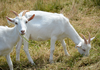 Obraz premium Goats
