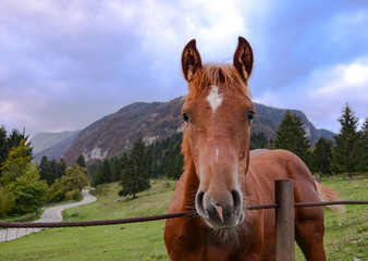 Horse in the Slovenian country 