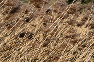 Dry yellow grass