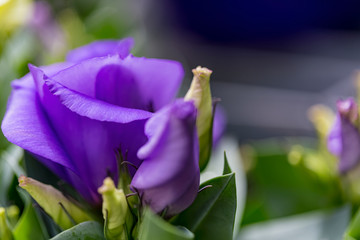 Obraz premium Purple Lisianthus flower close-up