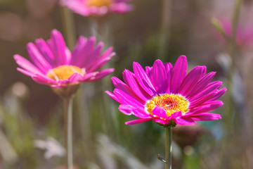 Obraz premium Pink/purple Painted Daisies