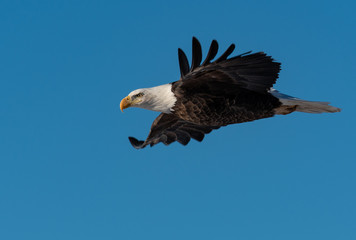 A Majestic Bald Eagle in Flight